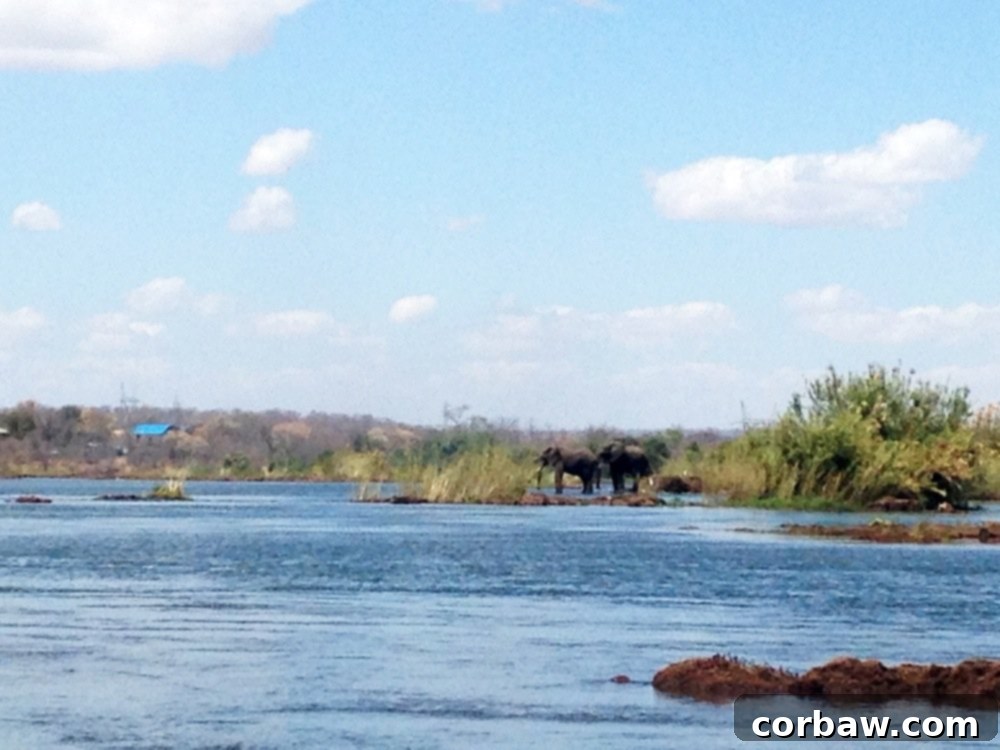 A large elephant on the riverbank of the Zambezi, seen from a distance, majestic and wild.