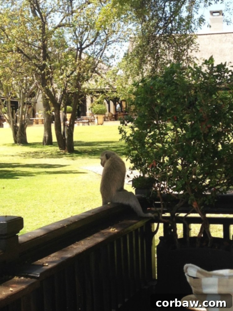 A small white monkey cautiously approaches a table at the Royal Livingstone Hotel, curious about guests.