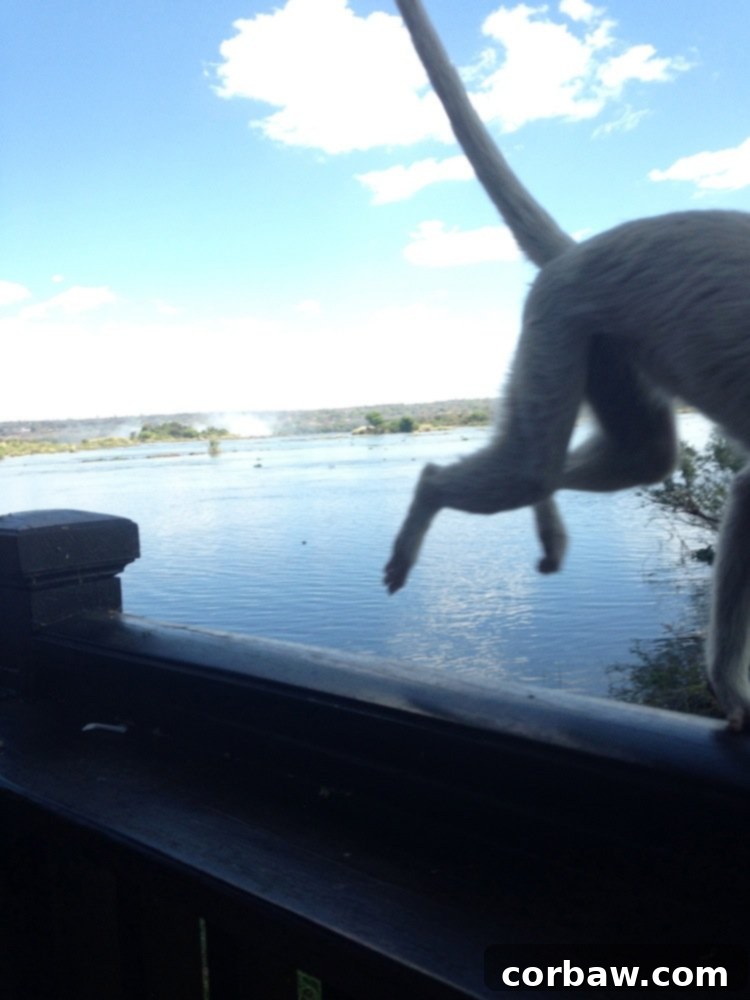 Shy white monkey looking away at the Royal Livingstone Hotel, a quick snapshot of wildlife.