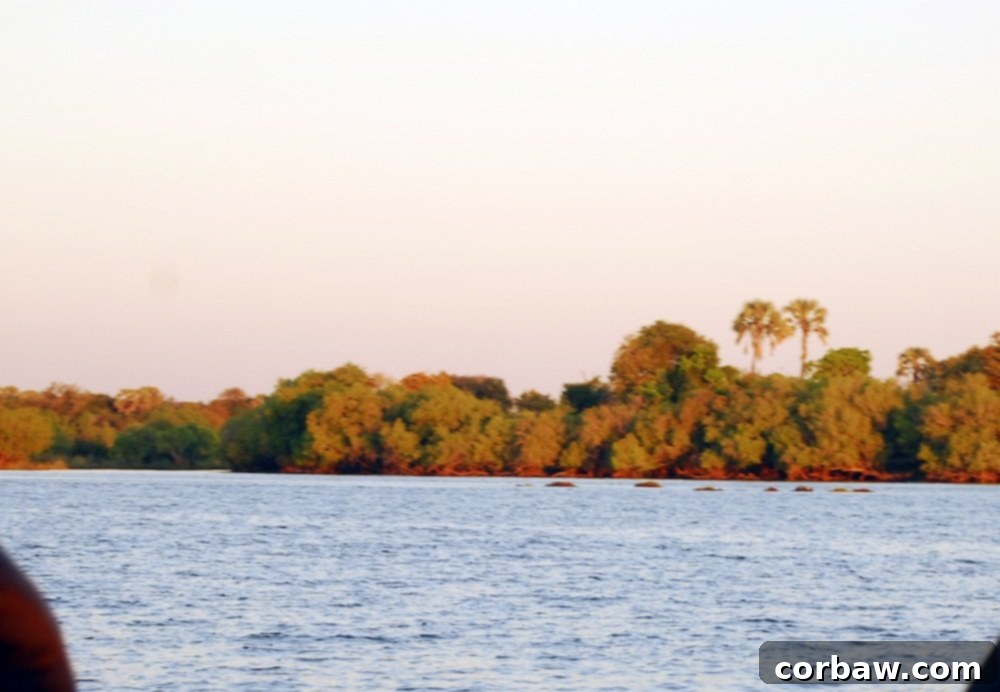 Hippos partially submerged in the Zambezi River during a sunset cruise, a common sight.