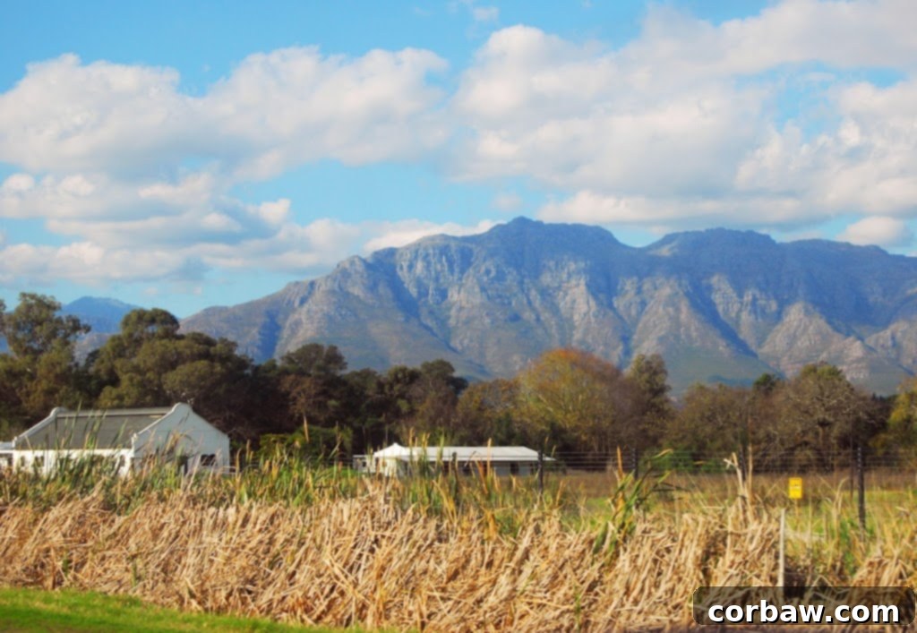 Stellenbosch vineyards landscape with mountains