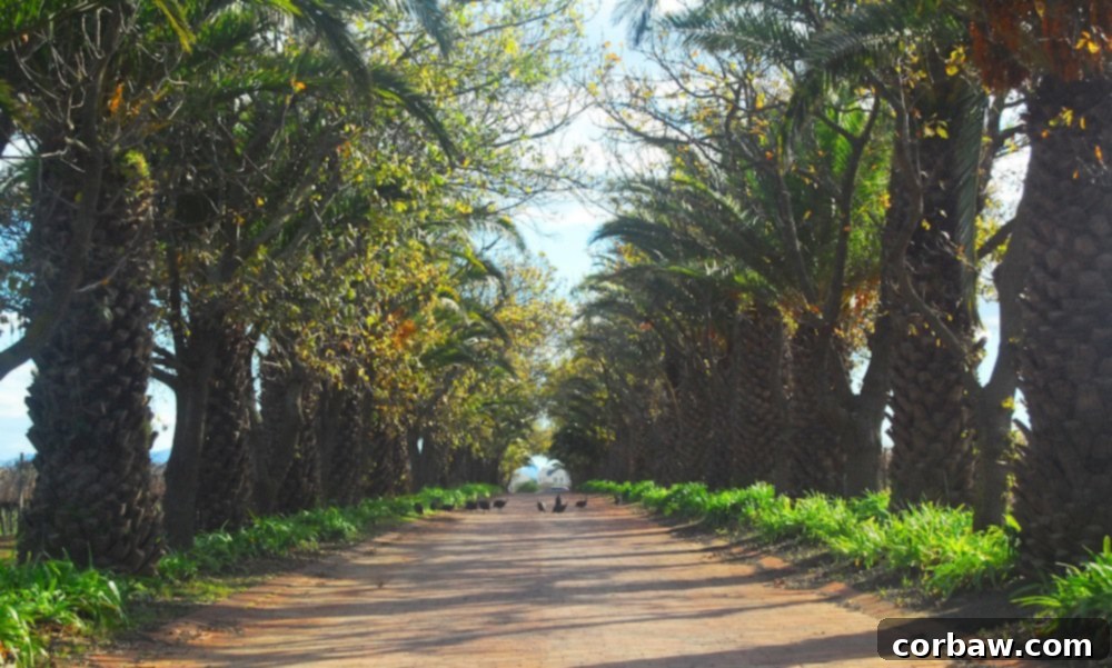 Street view of Stellenbosch town