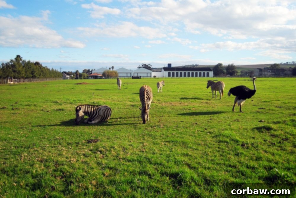 Zebras in a vineyard setting