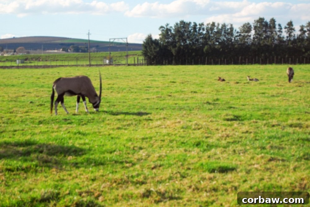 Ostriches near a vineyard