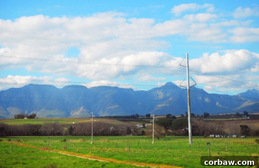 Rolling hills and vineyards in Stellenbosch