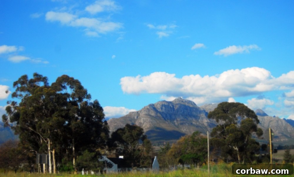 Vineyard rows under a bright sky