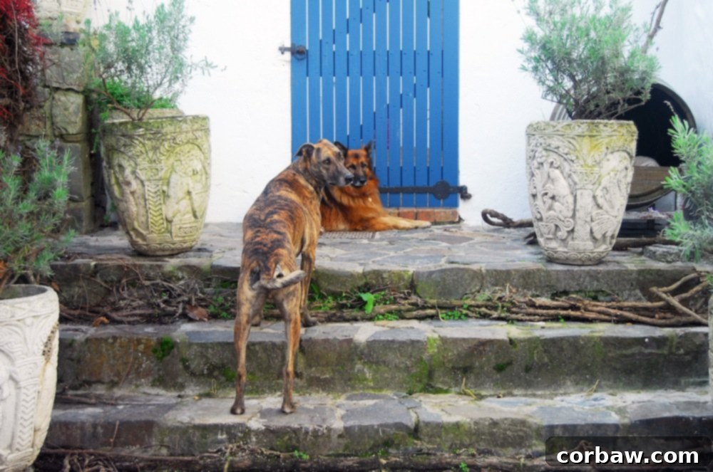 Dogs at Meerlust Estate winery