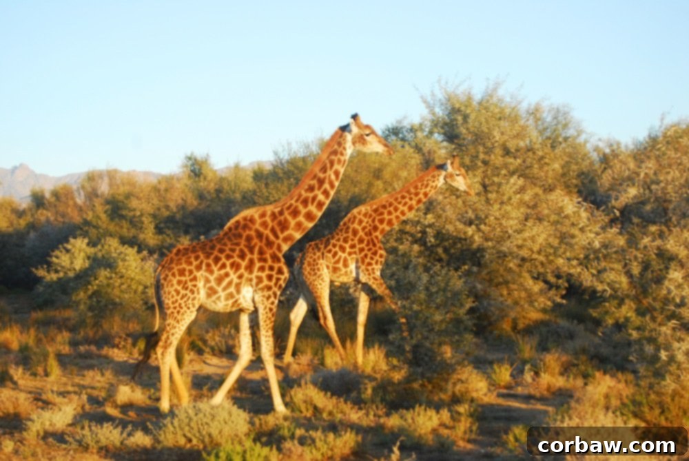 Untamed South African Safari 2 img 40 1