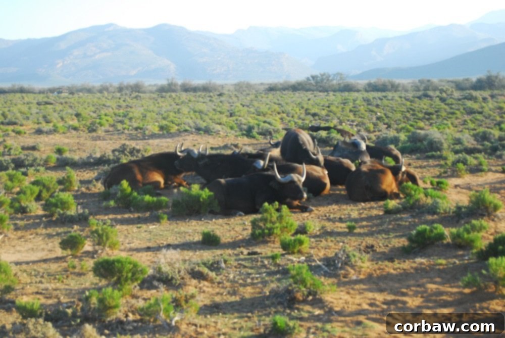 Untamed South African Safari 12 img 40 11