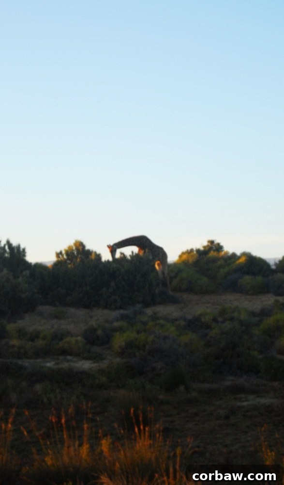 Untamed South African Safari 19 img 40 18