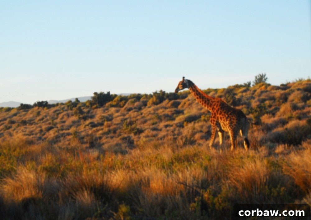 Untamed South African Safari 20 img 40 19