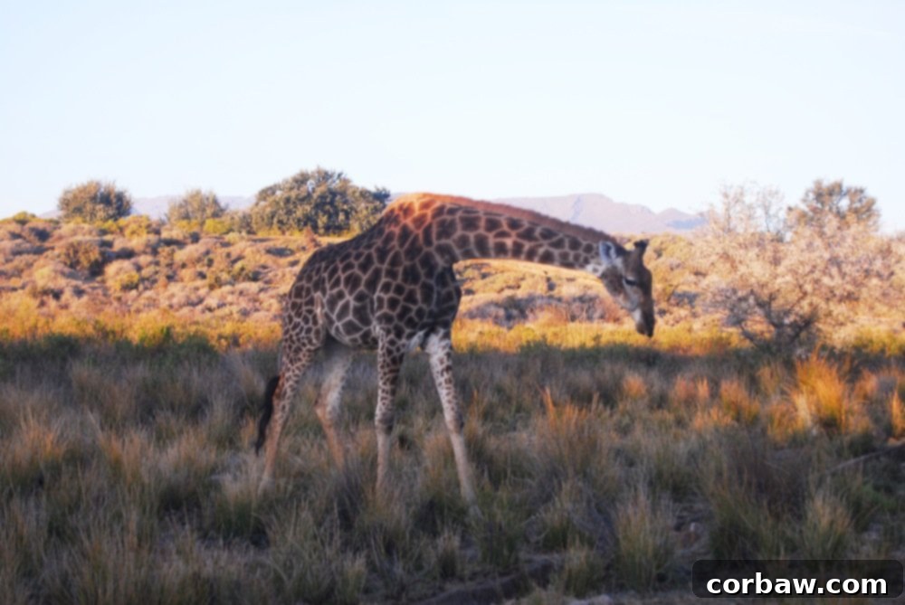 Untamed South African Safari 21 img 40 20