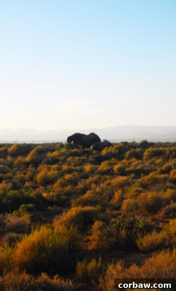 Untamed South African Safari 23 img 40 22