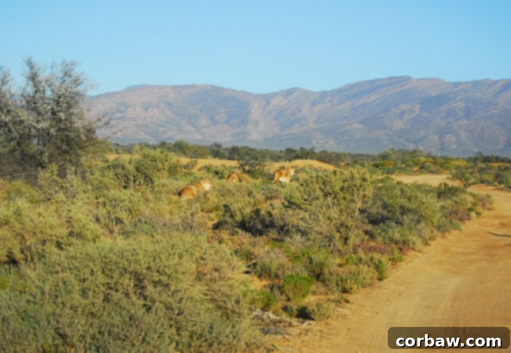 Untamed South African Safari 25 img 40 24