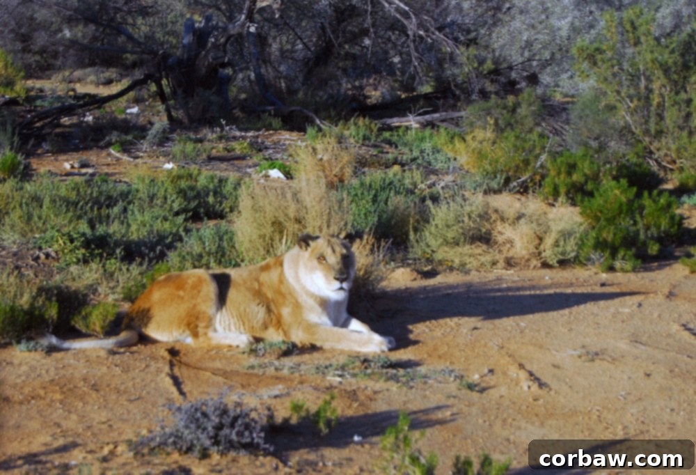 Untamed South African Safari 27 img 40 26