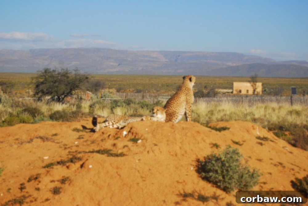 Untamed South African Safari 4 img 40 3