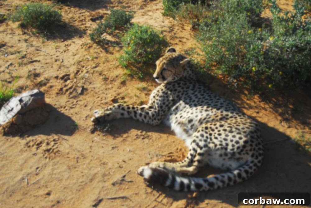 Untamed South African Safari 5 img 40 4