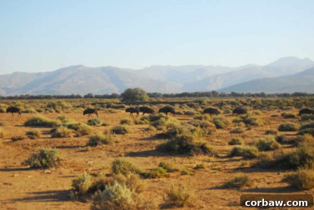 Untamed South African Safari 8 img 40 7