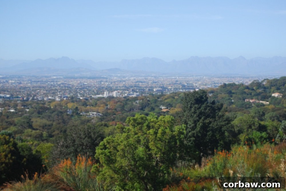 Panoramic view of Cape Town city from an elevated point within Kirstenbosch Garden, showing urban sprawl against mountains
