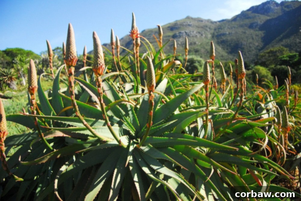 Another scenic view from Kirstenbosch, highlighting the lush gardens merging with the city horizon