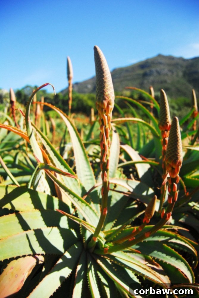 Winding stone path through dense foliage, inviting exploration deeper into the botanical garden