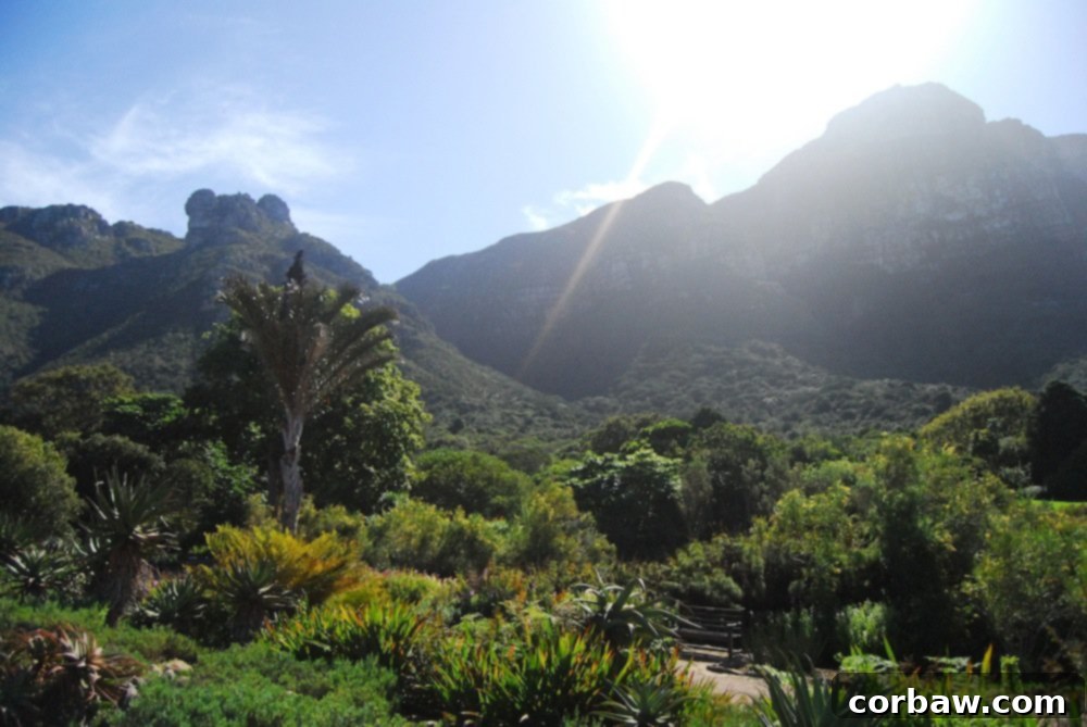 Lush green lawns and tall trees creating a serene and open space within Kirstenbosch Botanical Garden