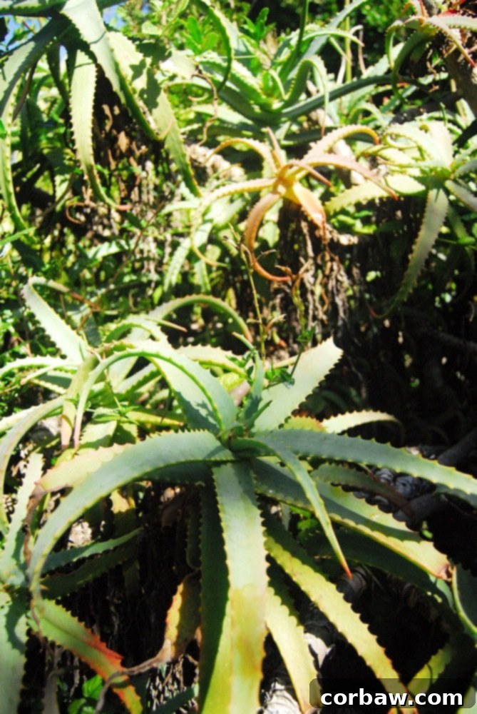 A different style of bench, inviting visitors to relax amidst vibrant green foliage