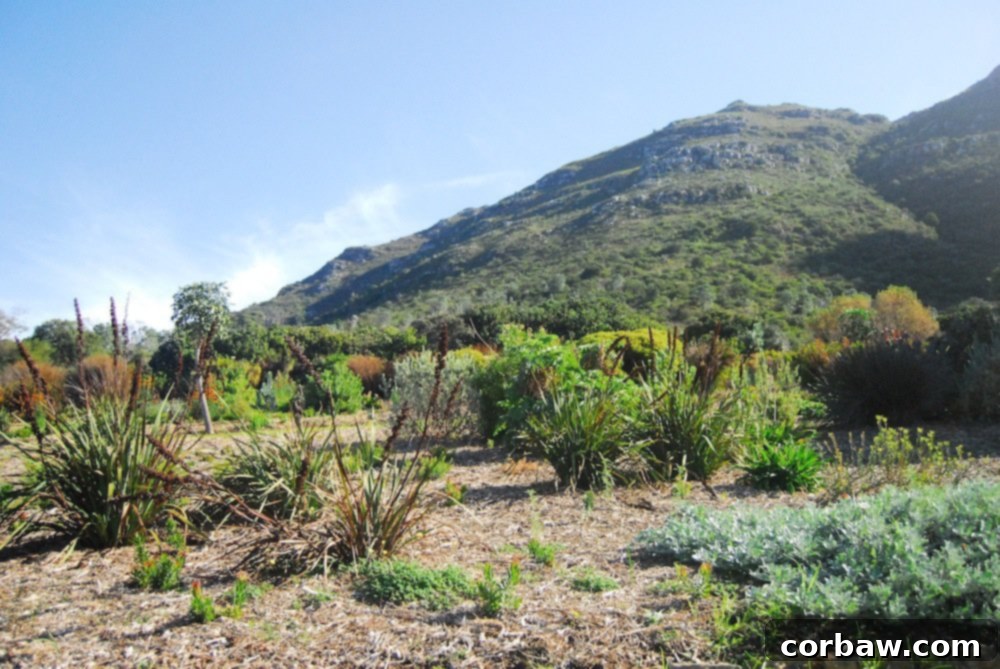 A quiet pathway lined with benches, encouraging leisurely strolls and moments of repose