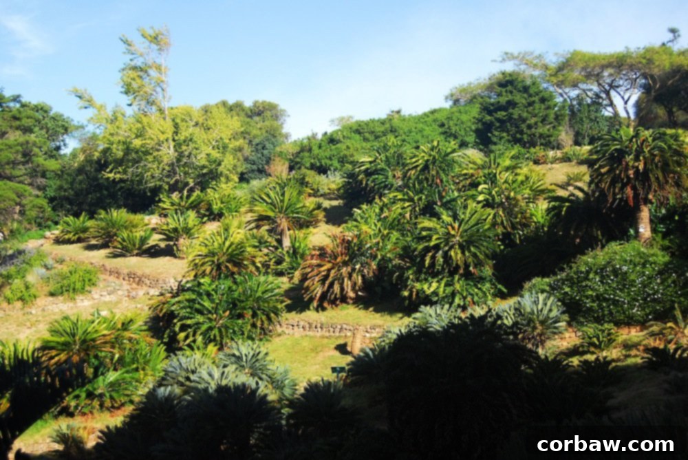 Collection of ancient cycad plants with thick trunks and large, palm-like leaves in a specialized garden section