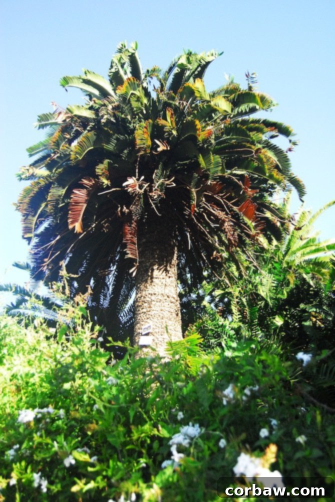 Critically endangered Albany Cycad, a unique palm-like plant, symbolizing conservation efforts