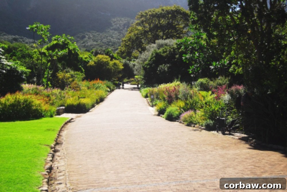 Pathways winding through diverse plant collections in Kirstenbosch Botanical Garden, bathed in sunlight