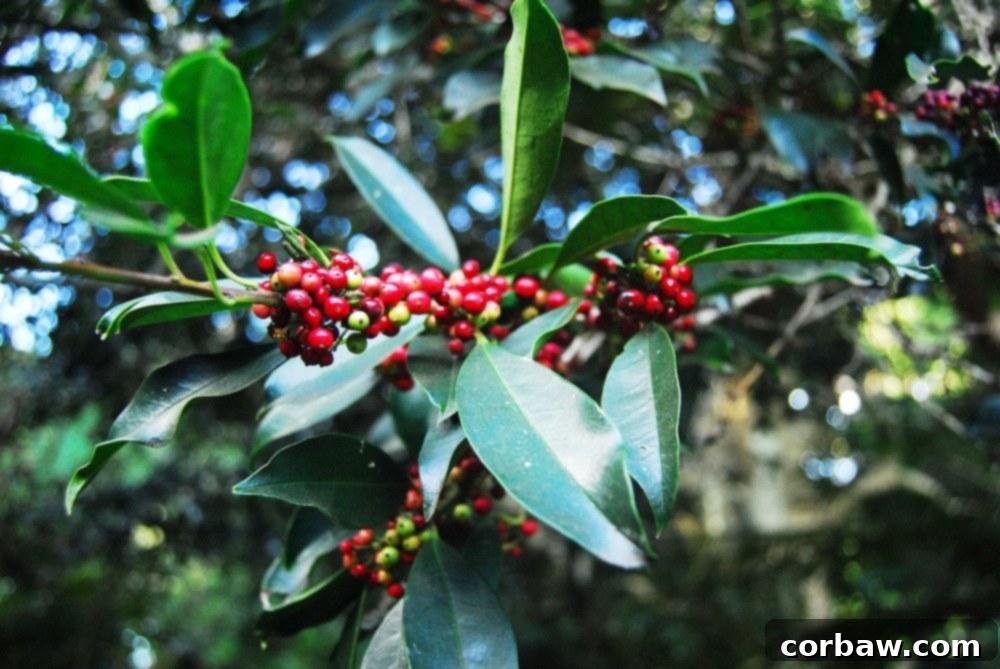 A vibrant display of pink and purple flowers, possibly fynbos, thriving in Kirstenbosch