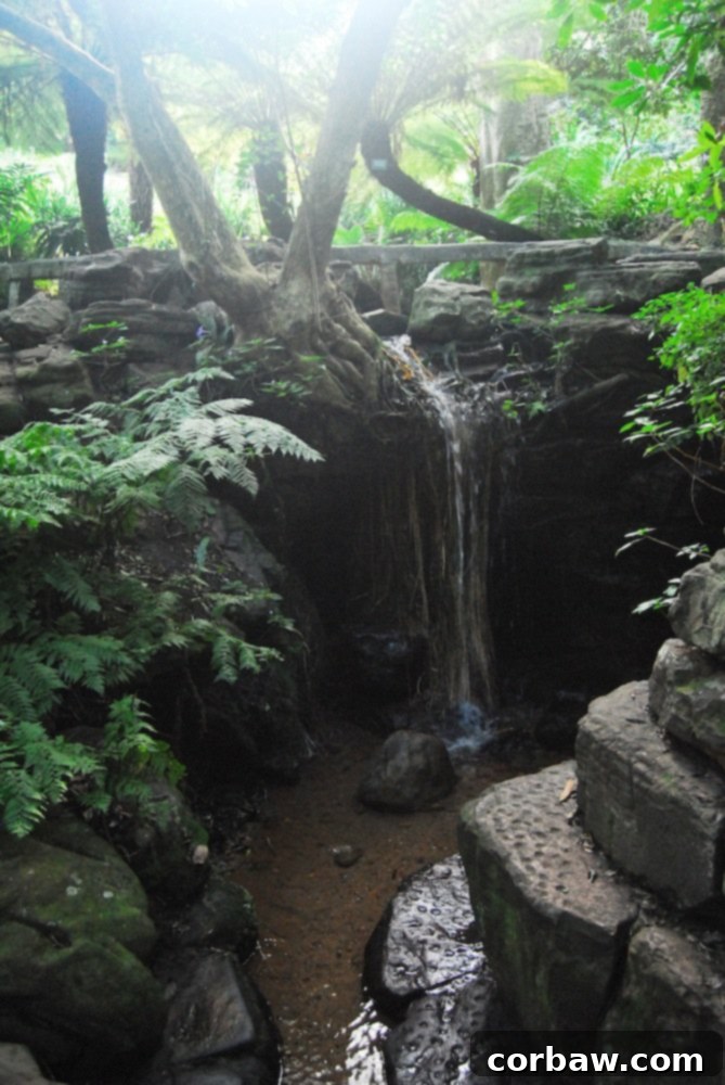 Close-up of a striking red protea flower, South Africa's national bloom, in bloom at the garden
