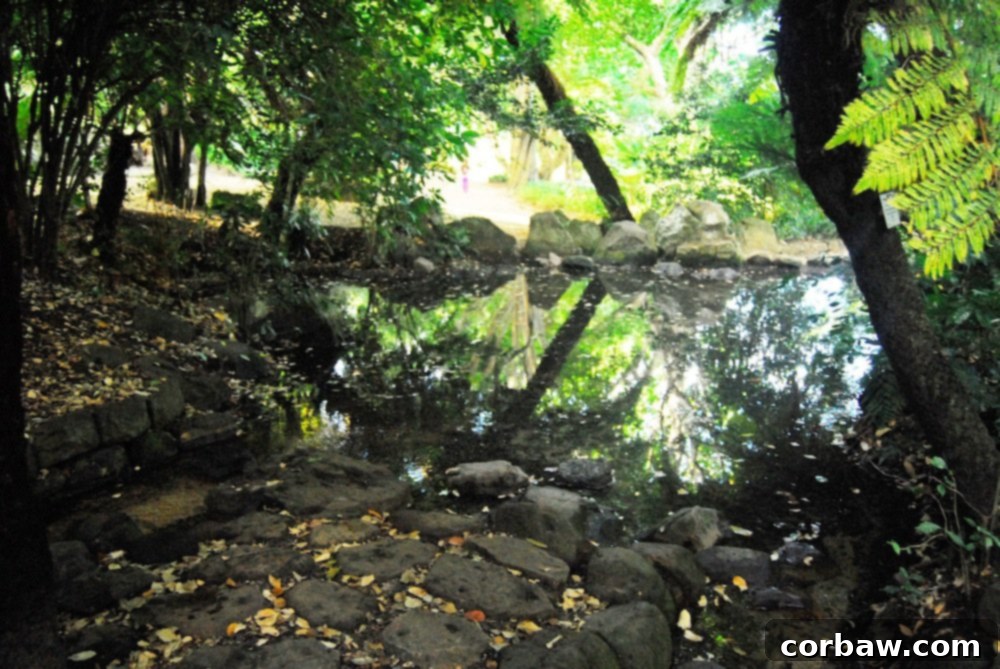 A dense collection of indigenous South African plants, showcasing biodiversity and natural beauty