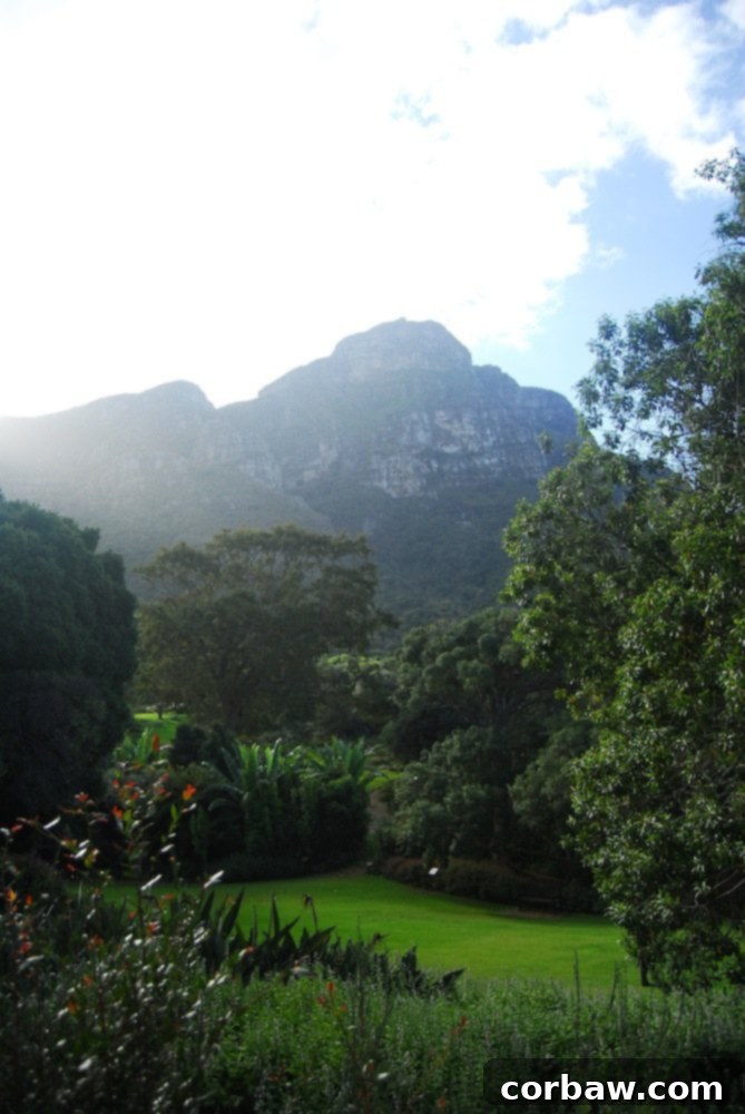 Intricate patterns of plant leaves and flowers, highlighting the macro beauty of Kirstenbosch's flora
