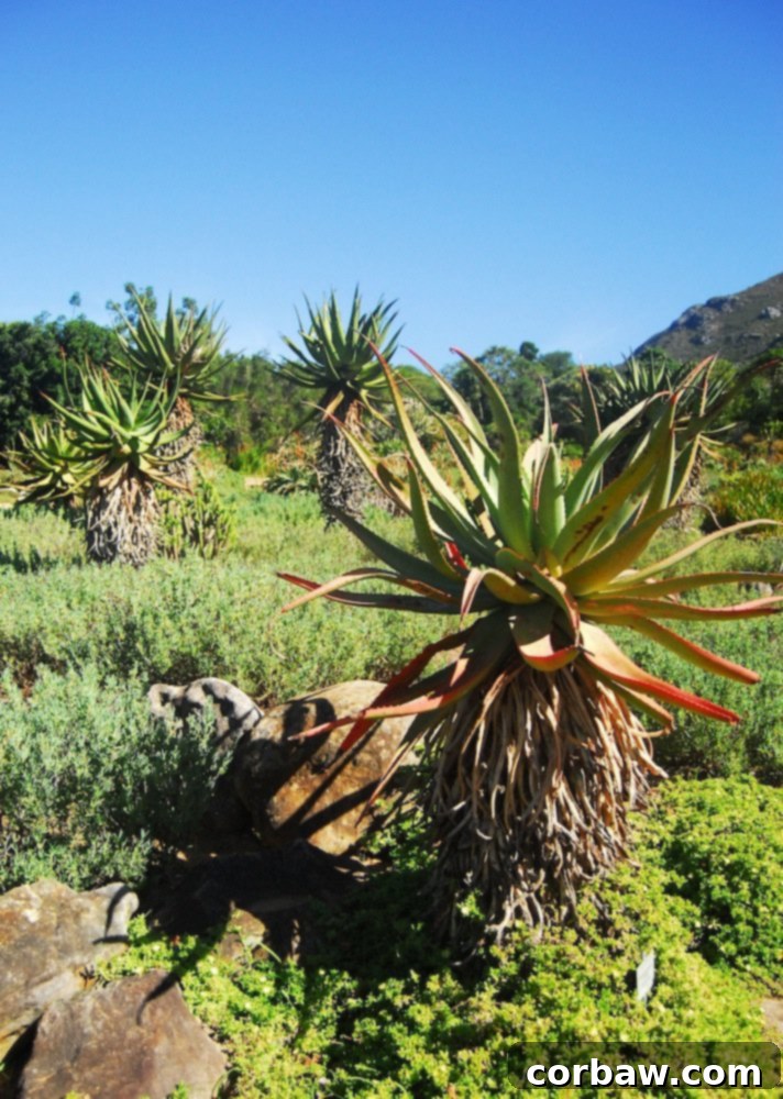 A majestic peacock displaying its iridescent plumage, roaming freely within Kirstenbosch Garden