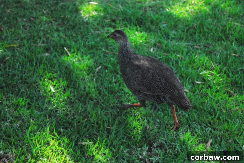 A proud peacock strutting gracefully across a grassy area of Kirstenbosch Botanical Garden