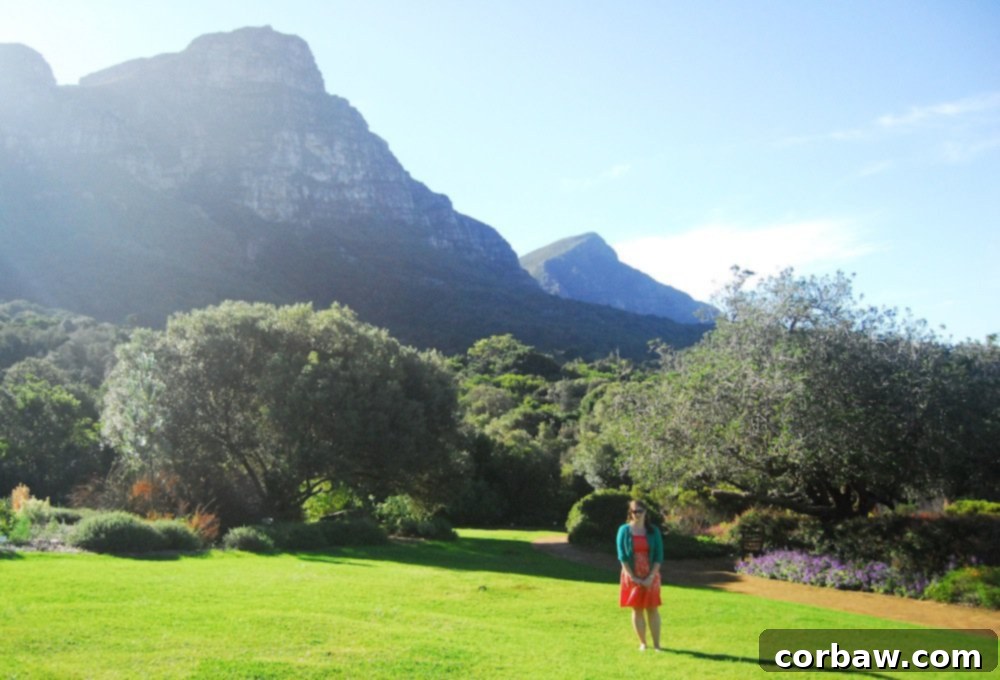 Two peacocks casually foraging near a path, unfazed by human presence in Kirstenbosch