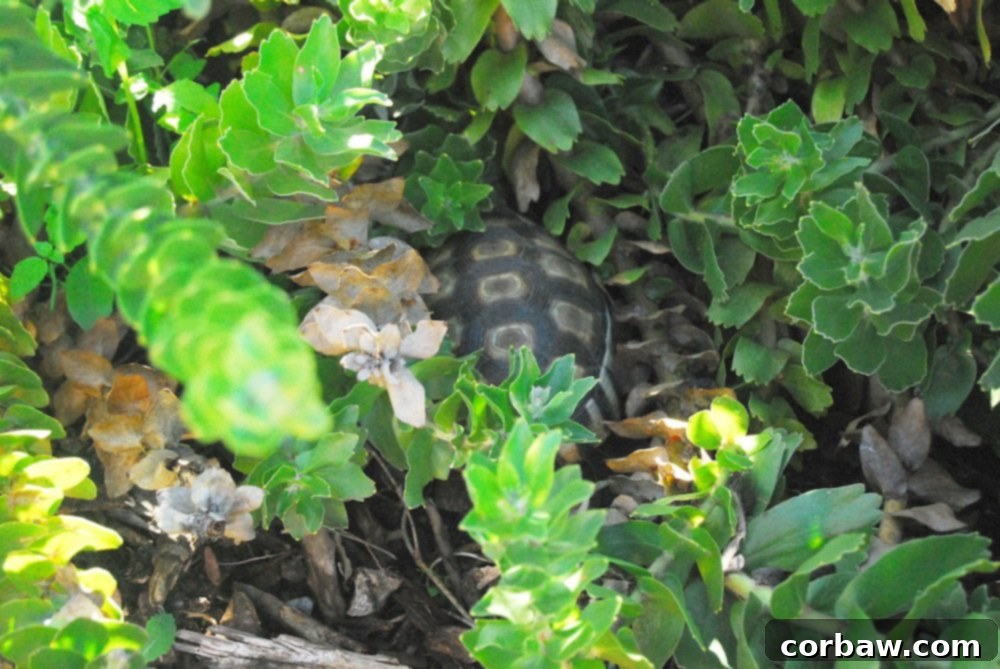 Several turtles relaxing on rocks and swimming in a peaceful pond at Kirstenbosch Botanical Garden