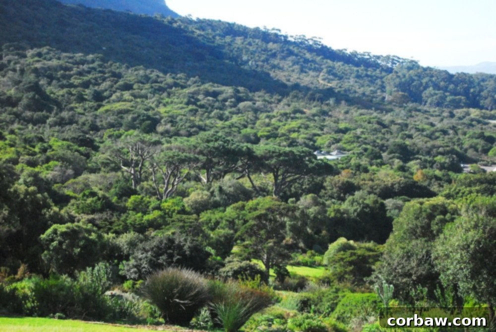 Vibrant red and orange protea-like flowers blooming in a cultivated bed at Kirstenbosch