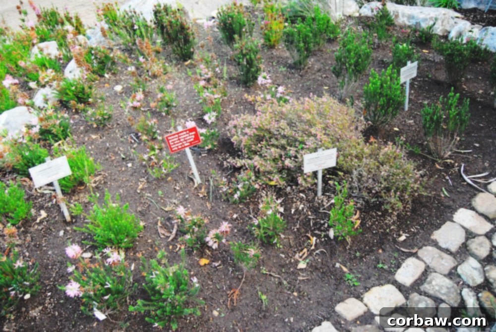 A pathway leading through the Garden of Extinction, with various endangered plants and informative signs