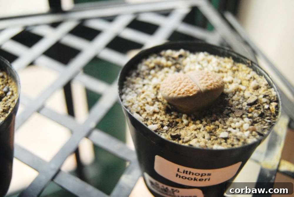 Display of King Protea seeds and other unique botanical products in the Kirstenbosch gift shop