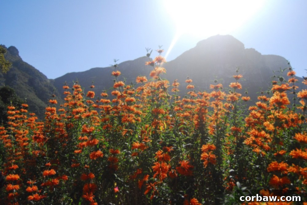 Field of vibrant orange, velvety flowers in full bloom at Kirstenbosch National Botanical Garden