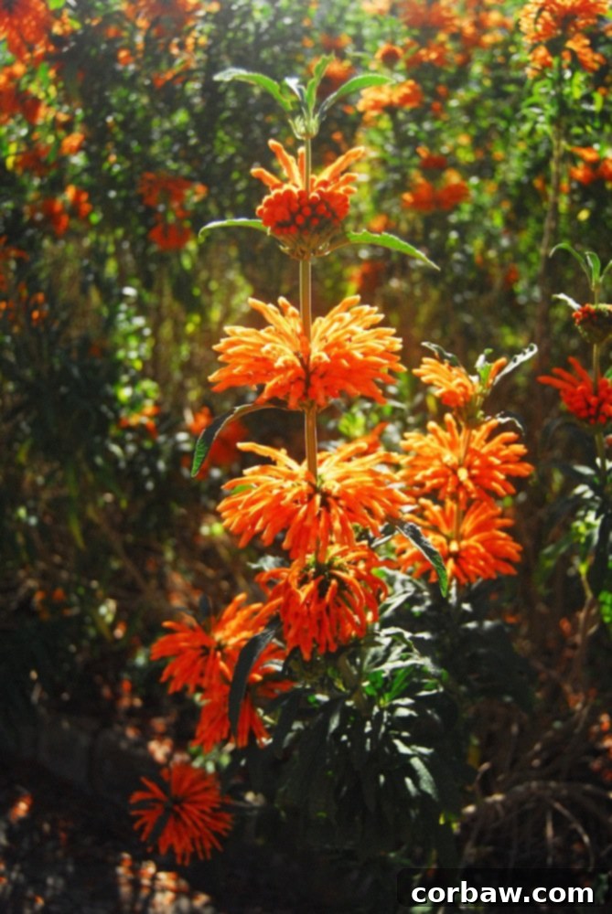 Detailed shot of the unique texture and color of the striking orange flowers, showcasing their intricate petals