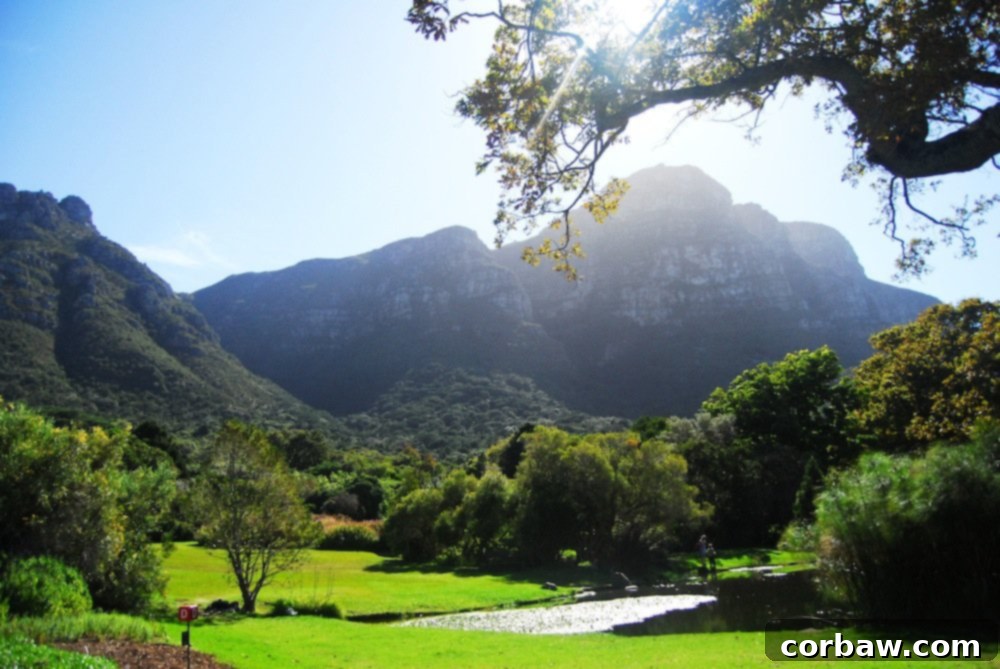 Serene pond reflecting the surrounding greenery, with various waterfowl swimming peacefully