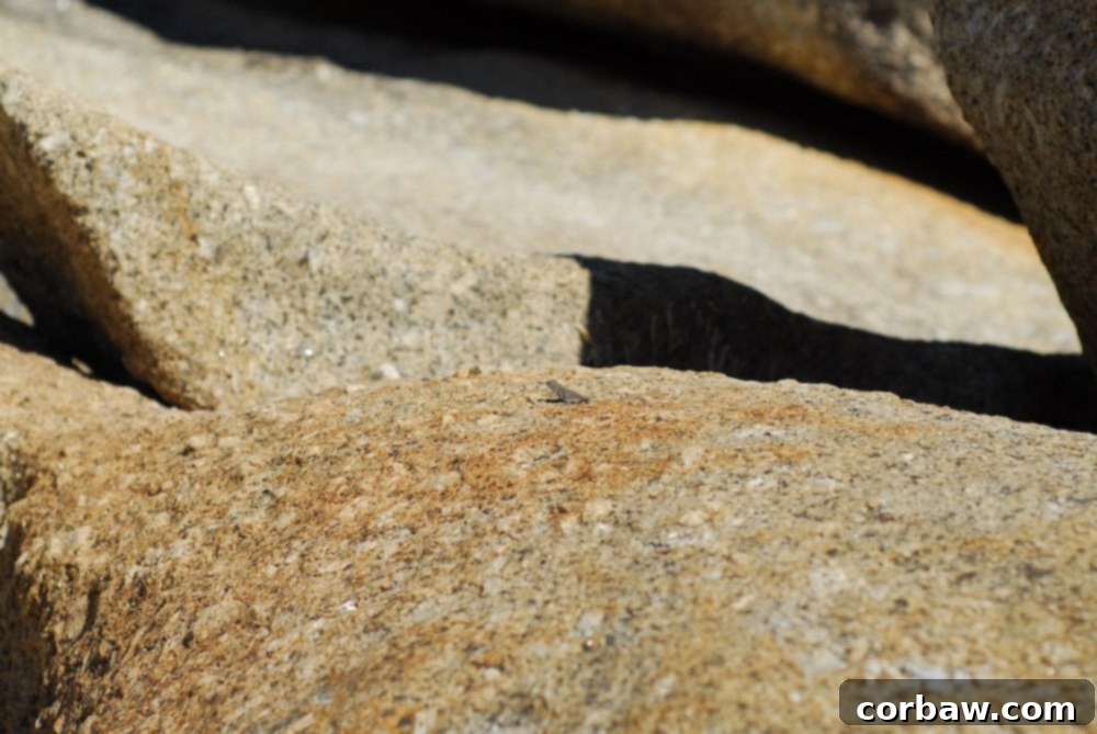 A small lizard camouflaged on a rock at the beach.