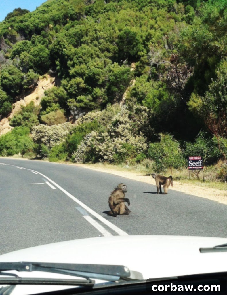 Baboons crossing the road in Cape Town, being assisted by a ranger.