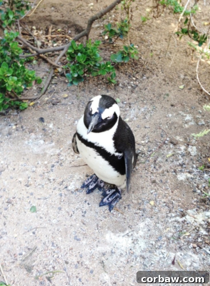 African penguins at Boulders Beach, Cape Town.