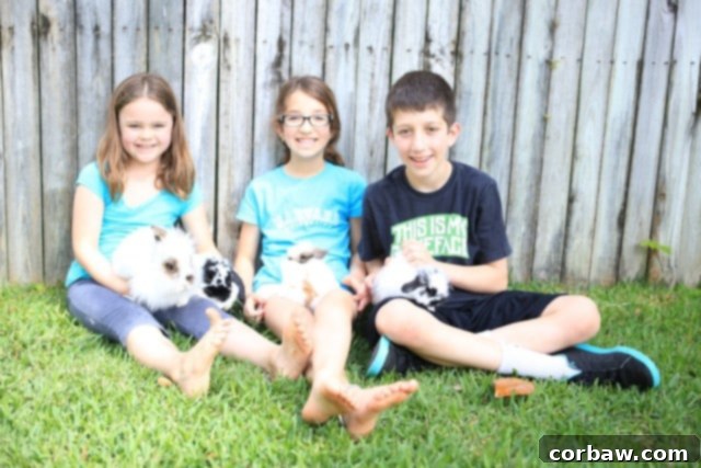 Close-up of Rosie and Dutch, two fluffy bunnies, looking content and playful.