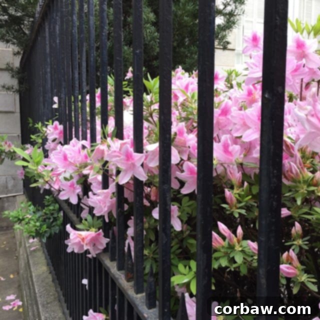 A Savannah Spring Awakening 20 Spring In Savannah, Georgia